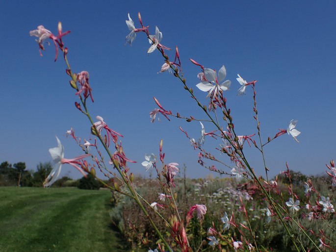 Oenothera lindheimeri