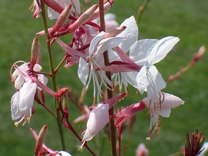 Oenothera lindheimeri