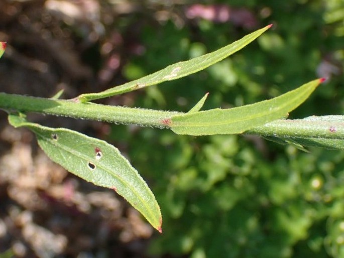 Oenothera lindheimeri