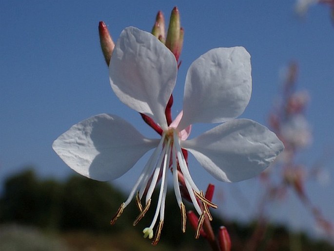 Oenothera lindheimeri