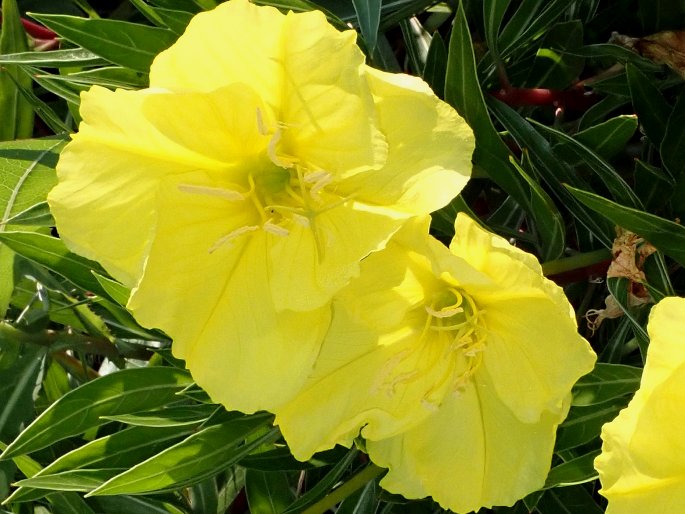 Oenothera macrocarpa