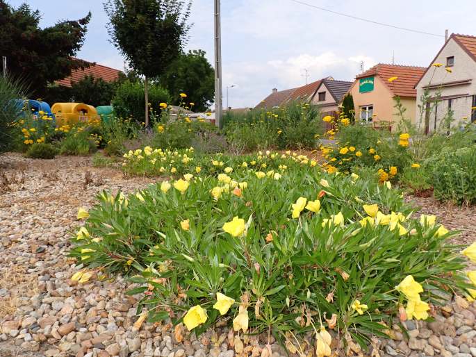 Oenothera macrocarpa