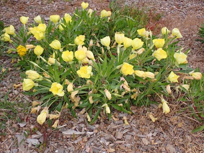 Oenothera macrocarpa