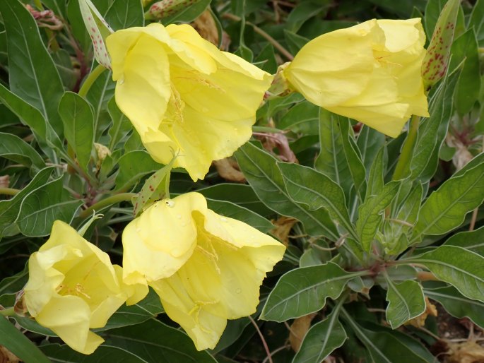 Oenothera macrocarpa