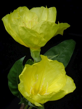 Oenothera macrocarpa