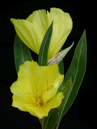 Oenothera macrocarpa