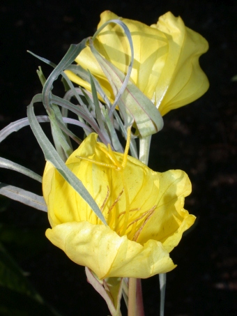 Oenothera macrocarpa