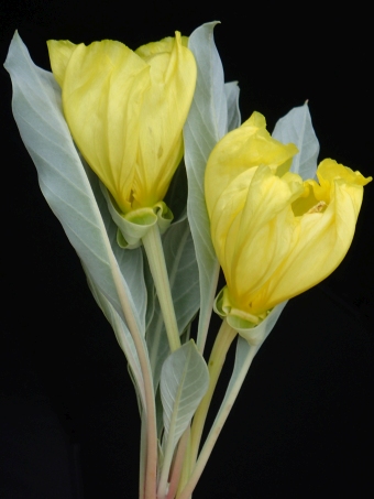 Oenothera macrocarpa