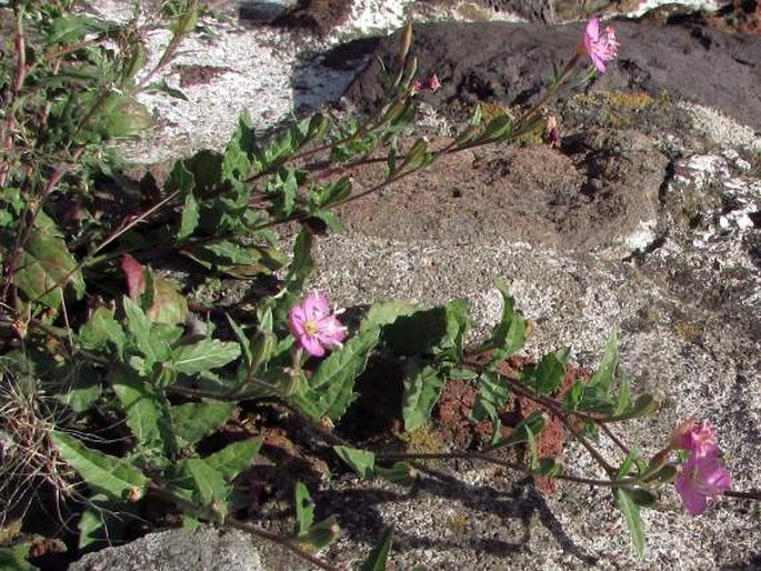 Oenothera rosea