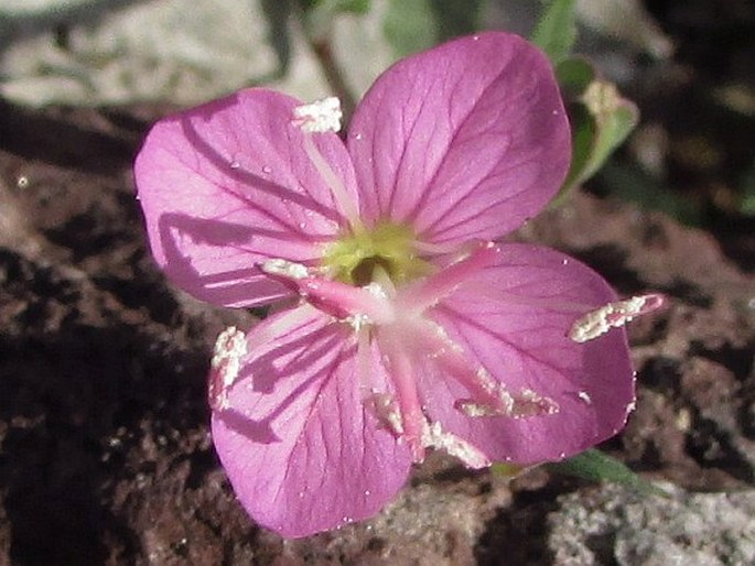 Oenothera rosea