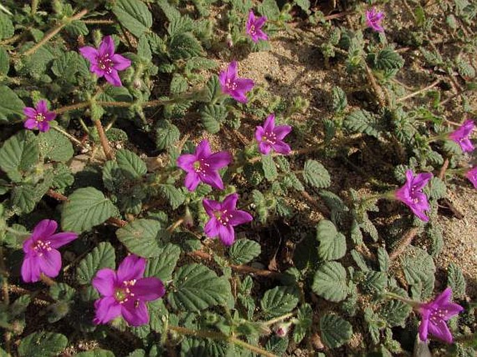 Okenia hypogaea