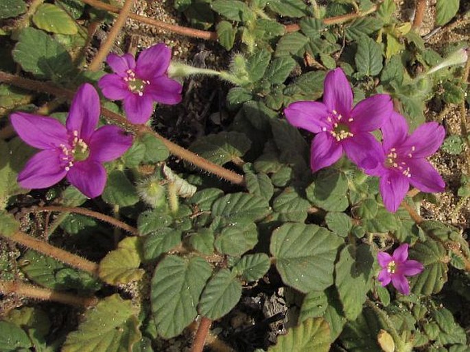 Okenia hypogaea