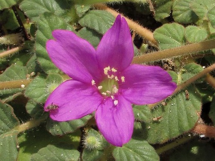 Okenia hypogaea