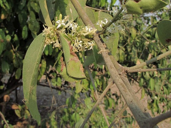 Olax scandens