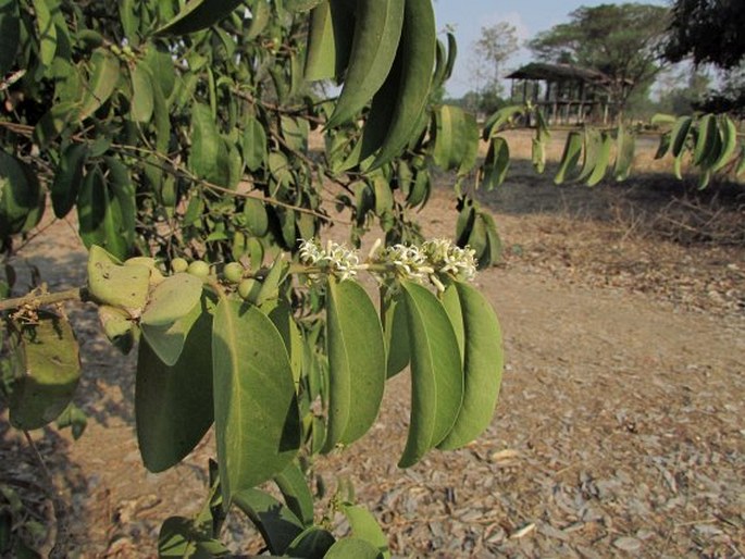 Olax scandens