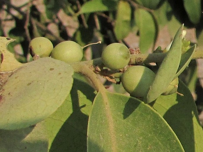 Olax scandens