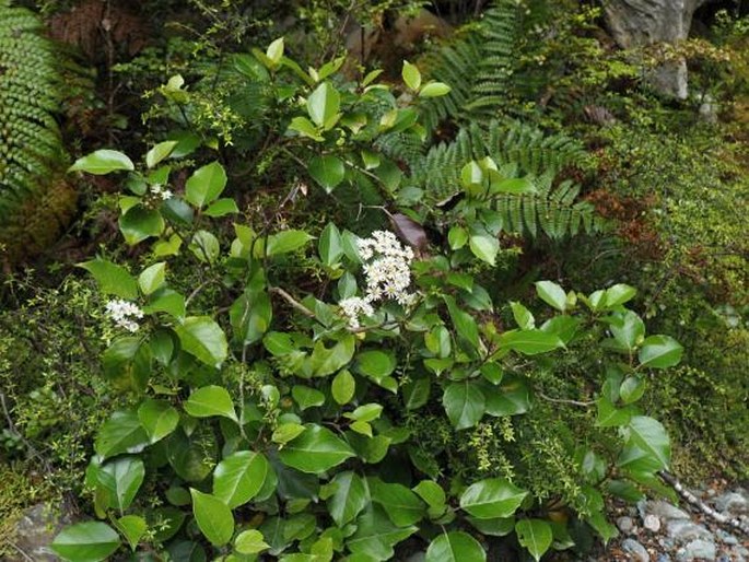 Olearia arborescens