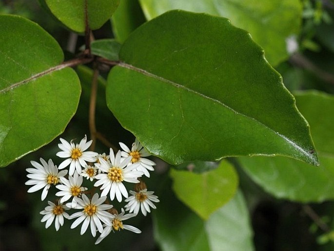 Olearia arborescens