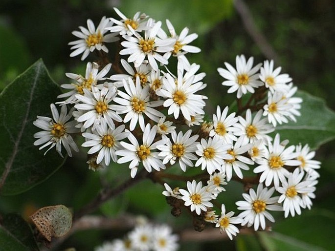 Olearia arborescens