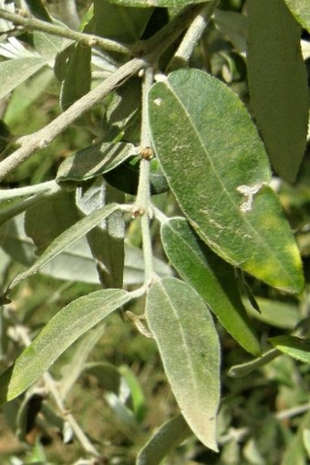 Olea europaea subsp. cuspidata