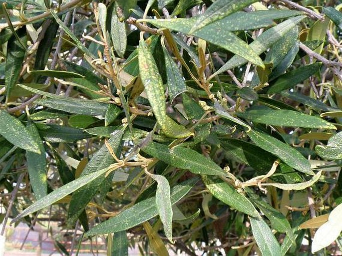 Olea europaea subsp. cuspidata