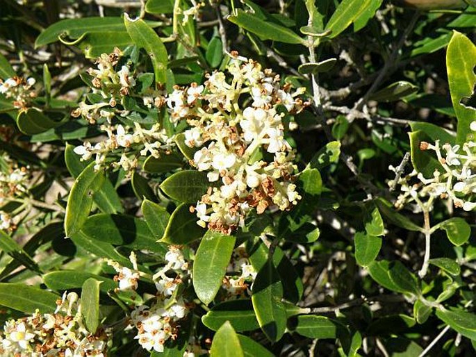 OLEA EXASPERATA Jacq. – olivovník