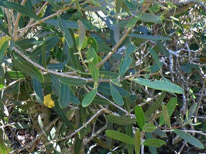 Olea exasperata