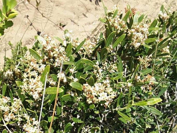 Olea exasperata