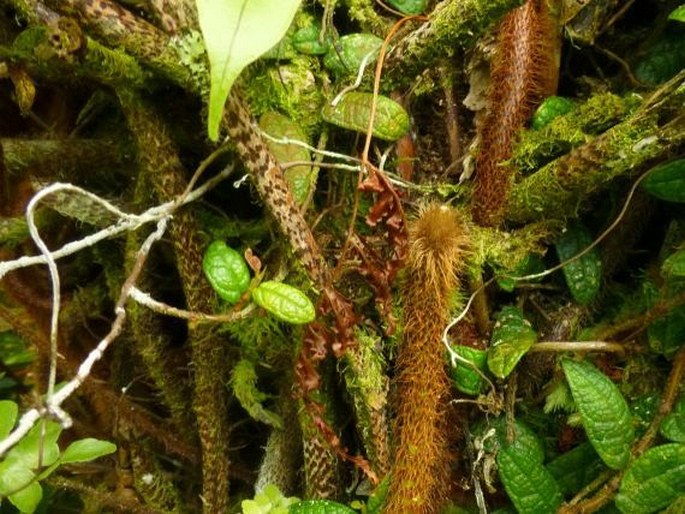 Oleandra neriiformis
