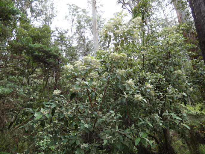 Olearia argophylla