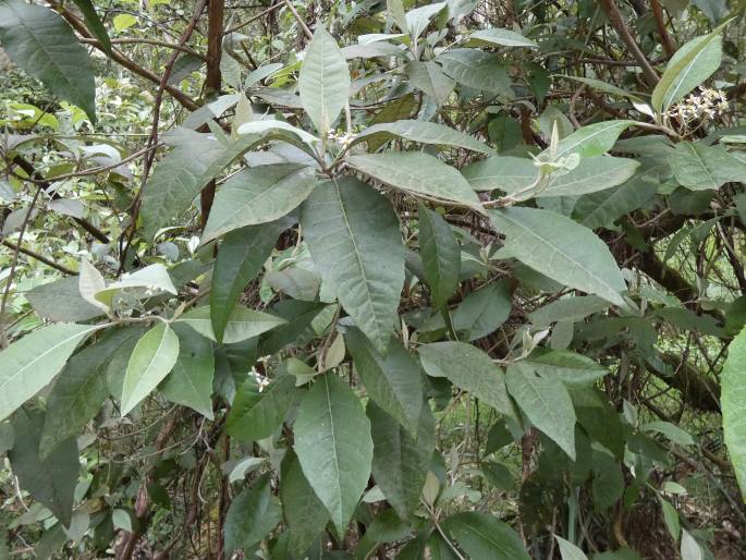 Olearia argophylla