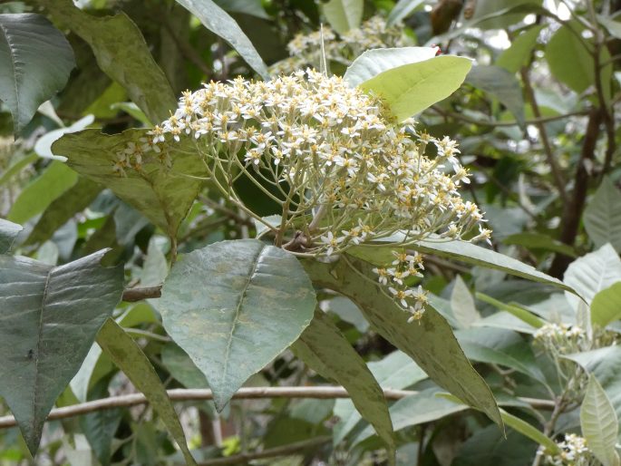 Olearia argophylla