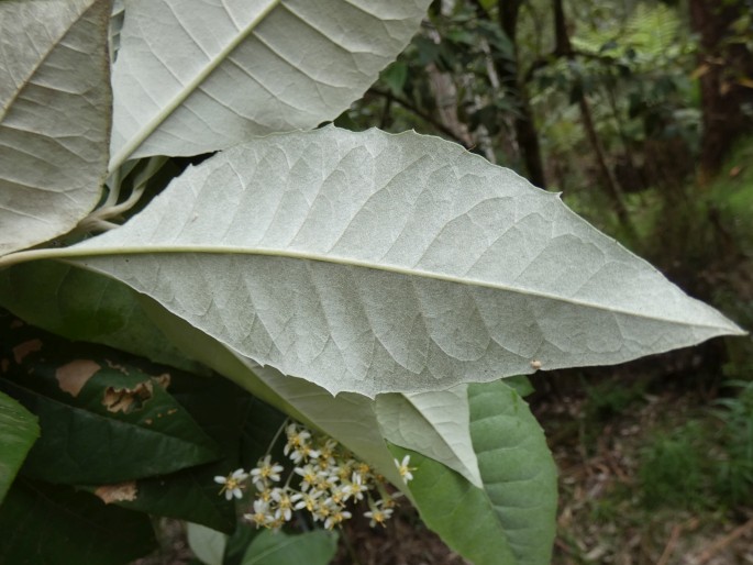 Olearia argophylla