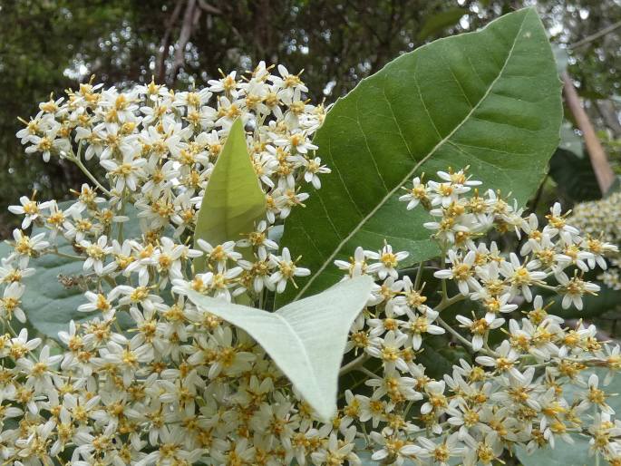 Olearia argophylla