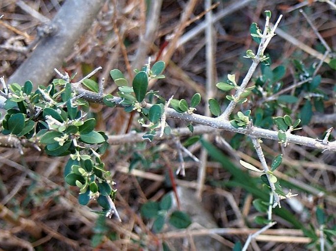 Olea europaea var. sylvestris