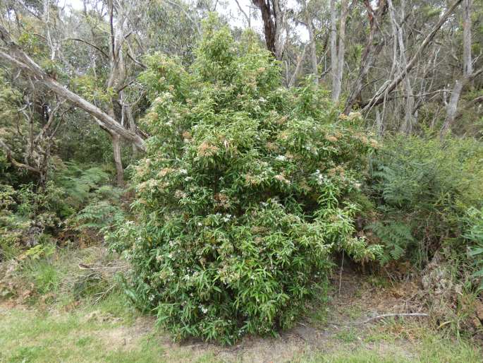 Olearia lirata