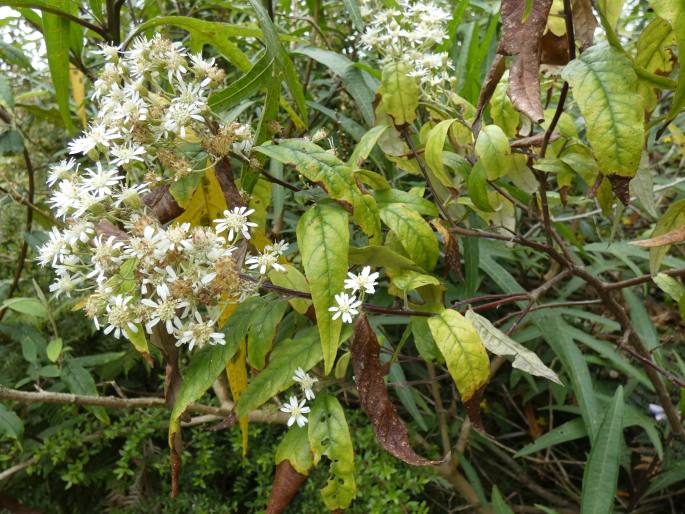 Olearia lirata