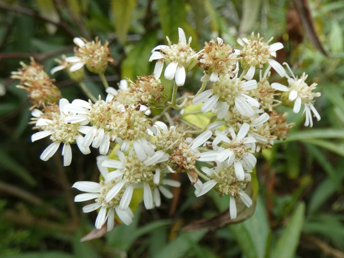 Olearia lirata