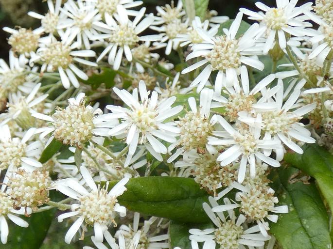 Olearia lirata