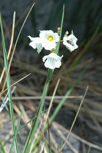 Olsynium filifolium