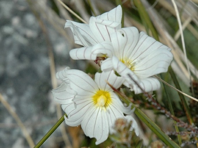 OLSYNIUM FILIFOLIUM (Gaudich.) Goldblatt