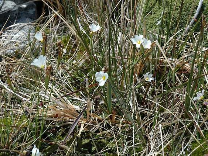 Olsynium filifolium