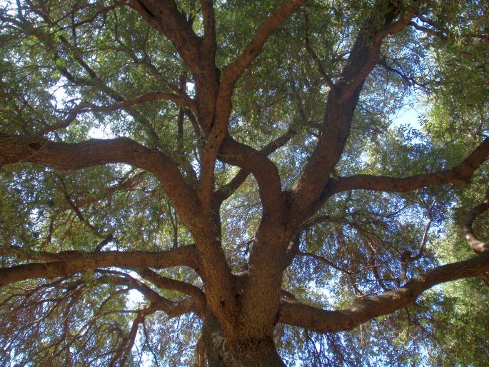 Olivovník v Santa Maria Navarrese