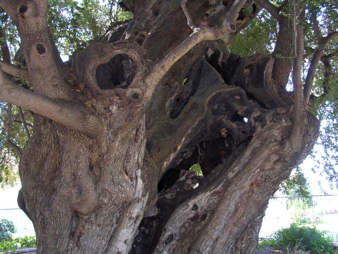 Olivovník v Santa Maria Navarrese