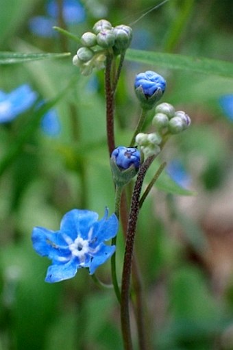 Omphalodes nitida