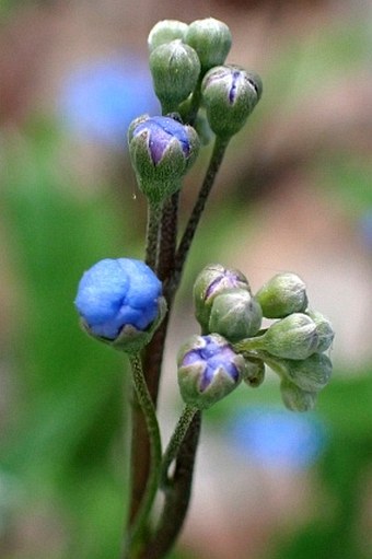 Omphalodes nitida