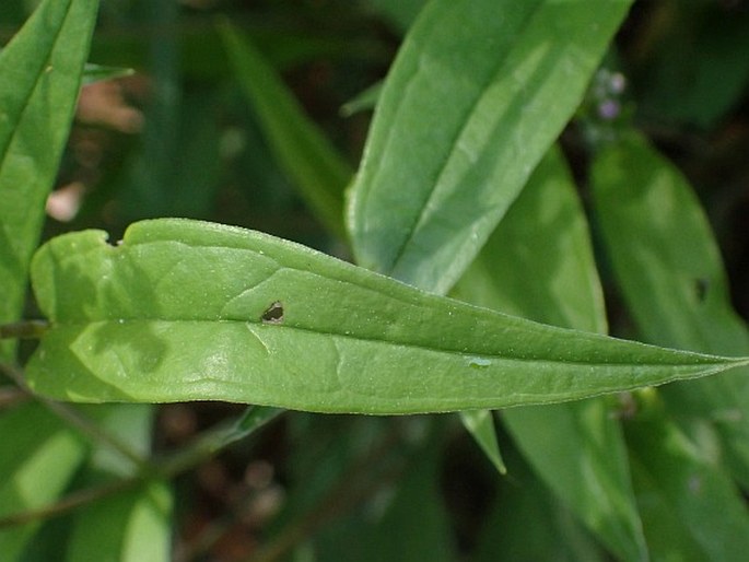 Omphalodes nitida