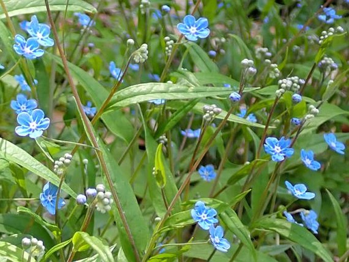 OMPHALODES NITIDA (Willd.) Hoffmanns. et Link – pupkovec lesklý