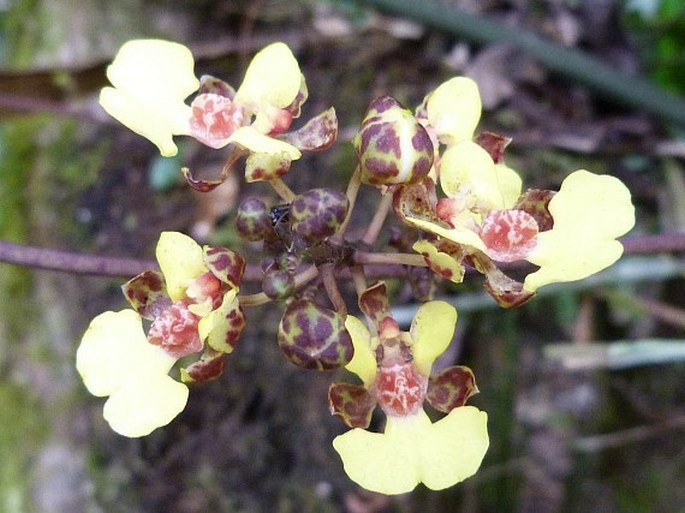 Trichocentrum"/