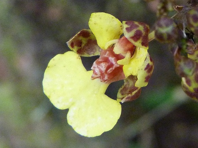 Trichocentrum ascendens